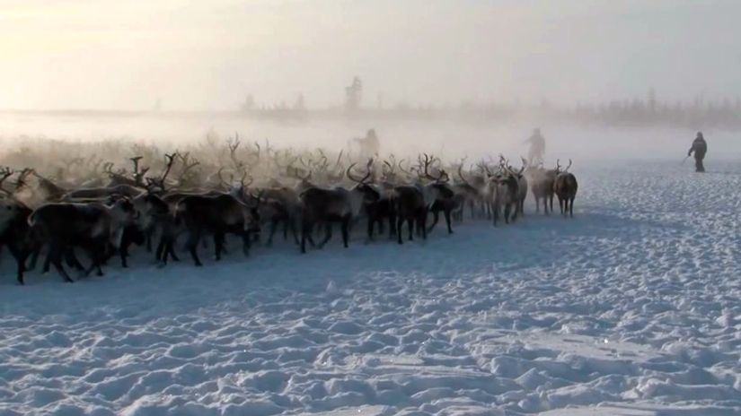 Trailer Voices from the Tundra (Arctic Russia) - camera